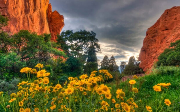Yellow wildflowers bloom profusely, framing massive red rock formations under a dramatic, cloudy sky