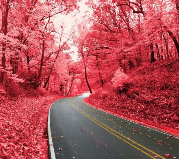 pink fall wallpaper