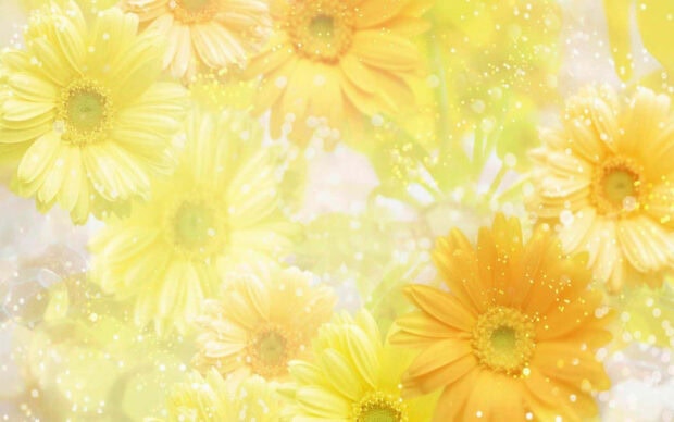 Yellow gerbera petals radiate, surrounded by sparkling light and soft bokeh