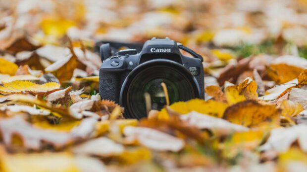 An aesthetic fall wallpaper featuring a black Canon camera resting among blurred yellow and orange autumn leaves