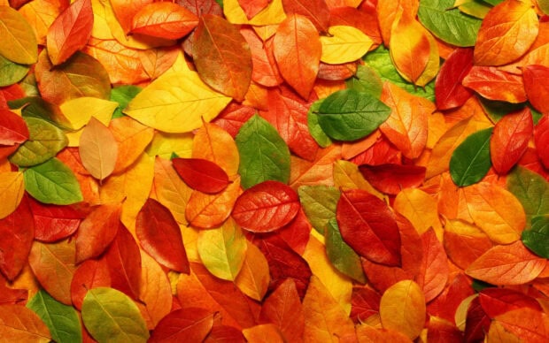 An aesthetic fall wallpaper featuring a vibrant close-up of colorful autumn leaves in red, orange, yellow, and green, perfect as a textured background