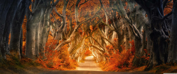 Aesthetic Fall Wallpaper showcasing a mystical tree tunnel with gnarled branches and golden autumn foliage, resembling the Dark Hedges