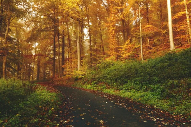 An aesthetic fall wallpaper showing a winding forest path covered with golden autumn leaves and lush green undergrowth