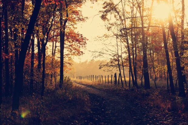 An aesthetic fall wallpaper depicting a sun-drenched forest path with autumn trees and a rustic wooden fence on the right