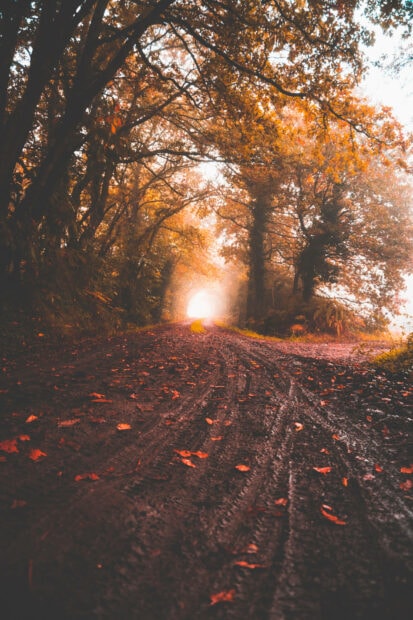 Aesthetic Fall Wallpaper depicting a muddy path covered in fallen leaves winding through a vibrant orange and golden autumn forest