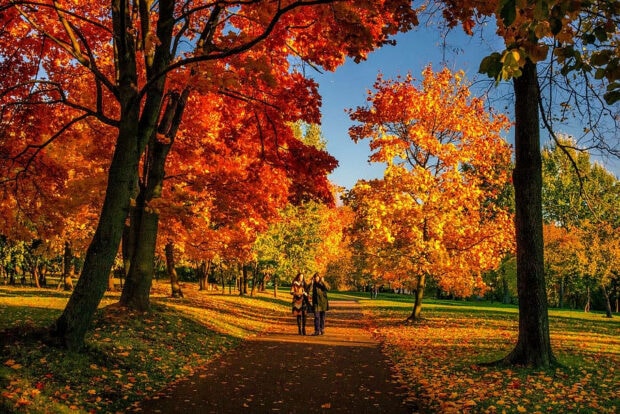 An aesthetic fall wallpaper showing a vibrant park path lined with colorful autumn trees and two people walking