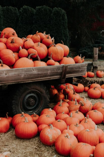 Aesthetic Fall Wallpaper showing a large pile of vibrant orange pumpkins overflowing from a rustic wooden truck bed