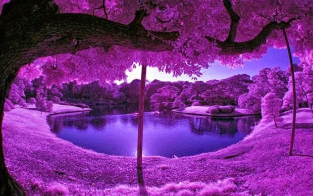 An aesthetic fall wallpaper showing a vibrant purple landscape with a serene lake and trees, featuring unique infrared-like colors