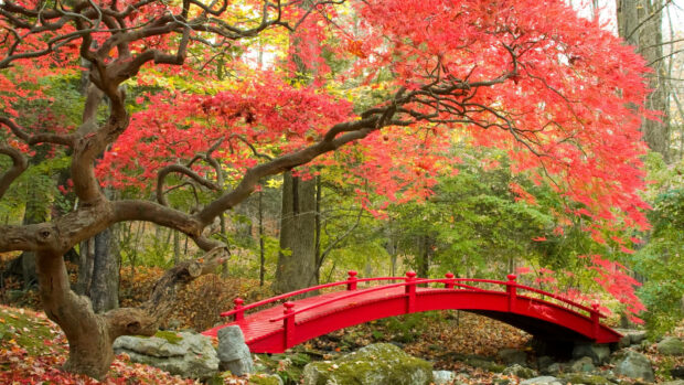 Aesthetic Fall Wallpaper featuring a stunning red Japanese maple tree arching over a matching red bridge in a serene autumn forest