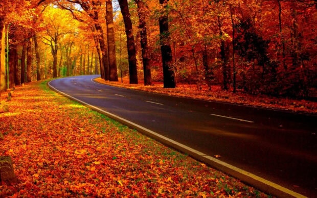 Aesthetic Fall Wallpaper depicting a winding road through a vibrant autumn forest with bright orange and red leaves