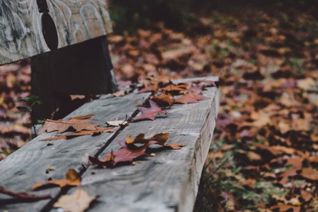 An aesthetic fall wallpaper showing a rustic wooden park bench covered in scattered brown and red autumn leaves, with a blurred natural background
