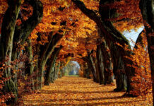 An enchanting Fall Trees Wallpaper featuring a natural tunnel path created by arching trees with vibrant orange and brown autumn leaves covering the ground