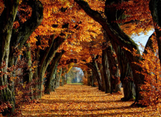 An enchanting Fall Trees Wallpaper featuring a natural tunnel path created by arching trees with vibrant orange and brown autumn leaves covering the ground