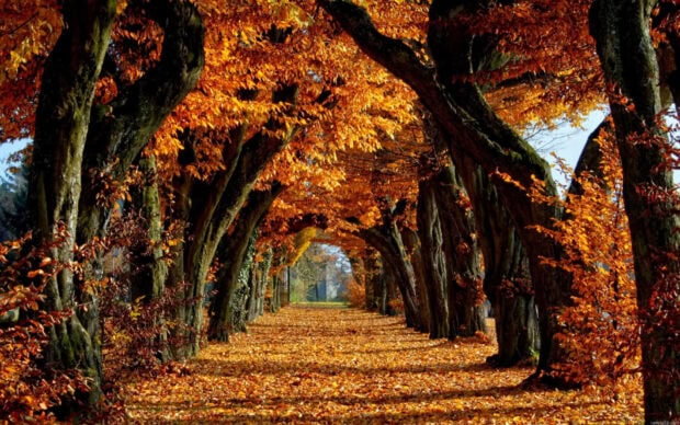 An enchanting Fall Trees Wallpaper featuring a natural tunnel path created by arching trees with vibrant orange and brown autumn leaves covering the ground