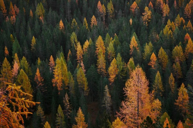 A striking Fall Season Wallpaper displaying an aerial view of a dense pine forest with vibrant autumn colors