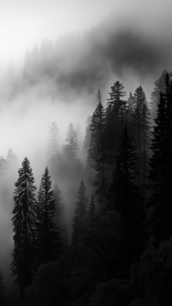 A black aesthetic wallpaper depicting a mysterious misty forest with tall, dark evergreen trees in a monochrome palette