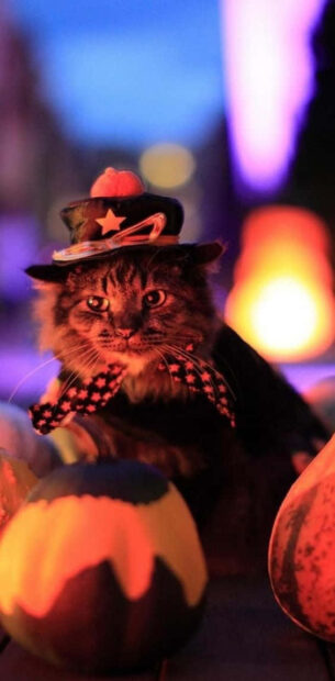 A cute Black Cat Halloween Wallpaper showing a fluffy real cat wearing a hat and bow tie surrounded by pumpkins with bokeh lights