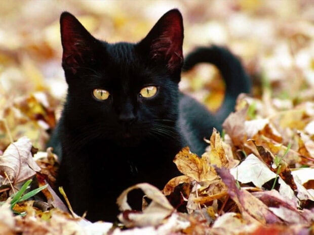 Black Cat Halloween Wallpaper of a black cat with golden eyes lying amongst autumn leaves