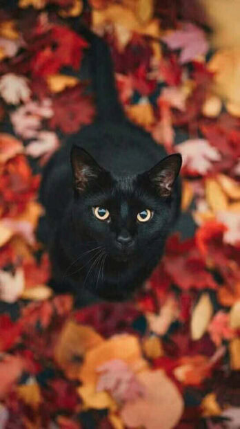 A captivating black cat Halloween wallpaper featuring a black cat with bright yellow eyes nestled among colorful autumn leaves