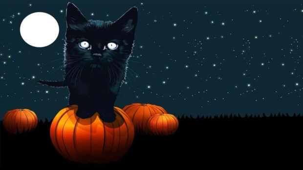 Black Cat Halloween Wallpaper showing a cute black kitten with bright eyes on a pumpkin under a starry moonlit sky