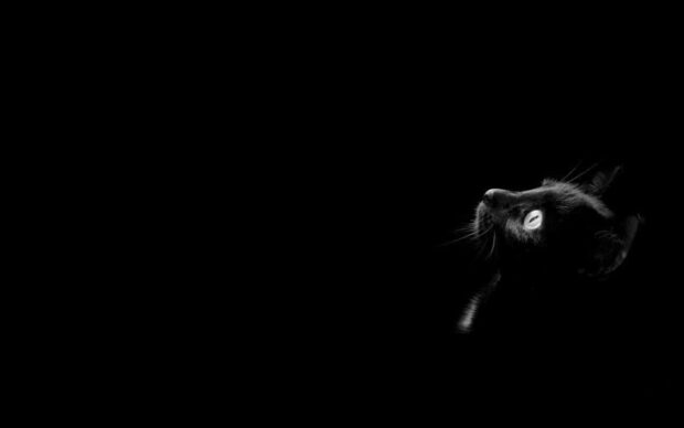 A minimalist black cat Halloween wallpaper showing a dark cat with a bright glowing eye peeking from the right side