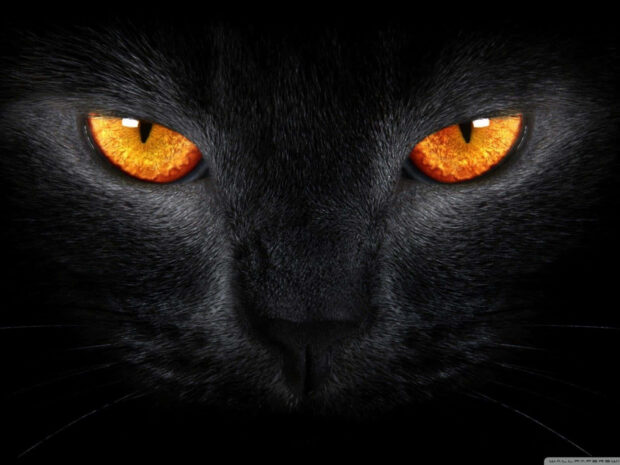 An intense black cat Halloween wallpaper featuring a close-up of a dark cat's face with piercing glowing orange eyes