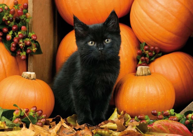 A charming black cat halloween wallpaper showing a cute kitten surrounded by orange pumpkins, colorful autumn leaves, and berries