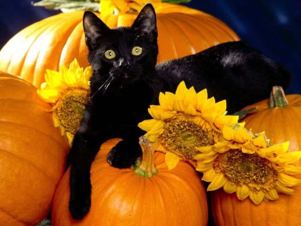 A cute black kitten lies comfortably on a pile of orange pumpkins adorned with bright yellow sunflowers, making a charming Black Cat Halloween Wallpaper