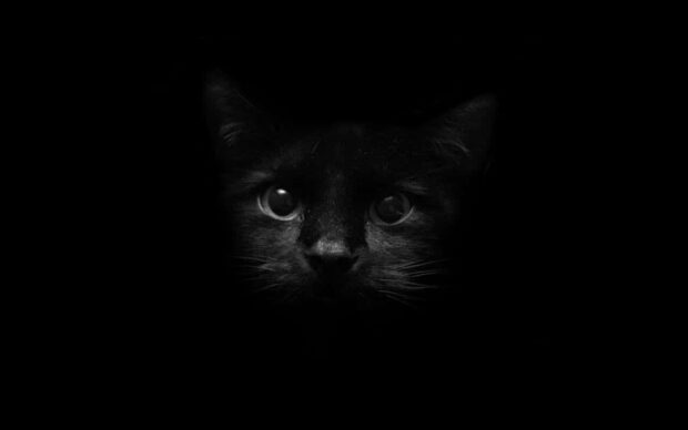 A captivating black cat halloween wallpaper featuring a mysterious black cat's face with glowing eyes emerging from darkness