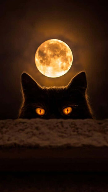 An eerie Black Cat Halloween Wallpaper showing a black cat's glowing orange eyes peeking under a large full moon in a dark sky