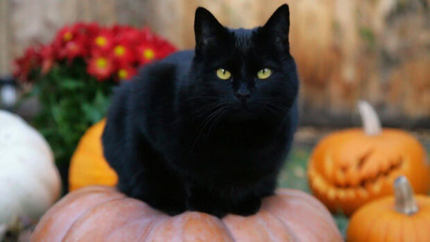 A real black cat with bright yellow eyes sits regally on a large pumpkin, surrounded by other festive pumpkins and autumn flowers, perfect as a Black Cat Halloween Wallpaper