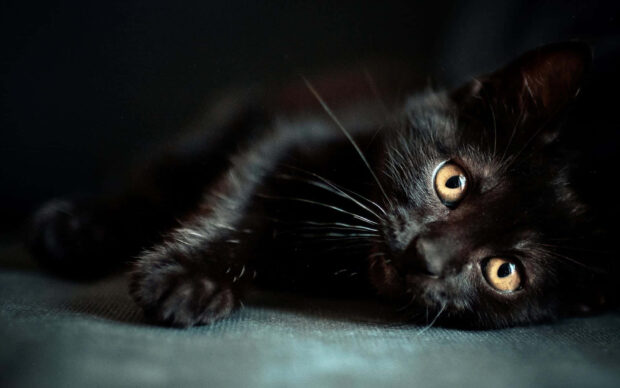 A realistic black kitten with striking amber eyes lies comfortably, gazing directly at the viewer, making a captivating Black Cat Halloween Wallpaper
