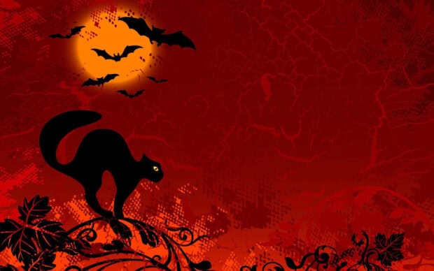 A spooky black cat halloween wallpaper featuring a black cat silhouette and bats flying against a vibrant red sky with an orange moon