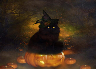 A majestic black cat wearing a witch hat sits regally on a glowing jack-o'-lantern amidst smaller pumpkins, cobwebs, and sparkling lights, creating a perfect Black Cat Halloween Wallpaper
