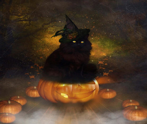 A majestic black cat wearing a witch hat sits regally on a glowing jack-o'-lantern amidst smaller pumpkins, cobwebs, and sparkling lights, creating a perfect Black Cat Halloween Wallpaper