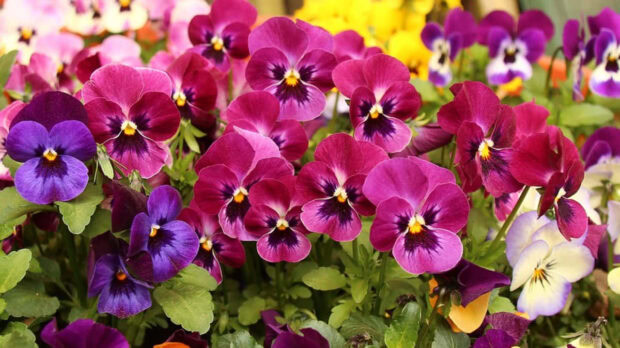 This Fall Flowers Wallpaper showcases a beautiful cluster of purple and pink pansy flowers blooming vibrantly in a garden setting
