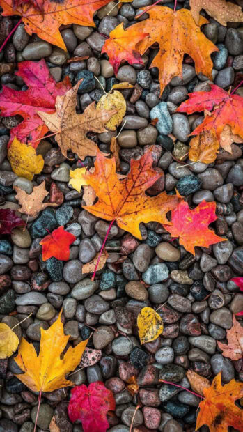 A vibrant Fall Foliage Wallpaper showcasing colorful autumn leaves scattered on river pebbles