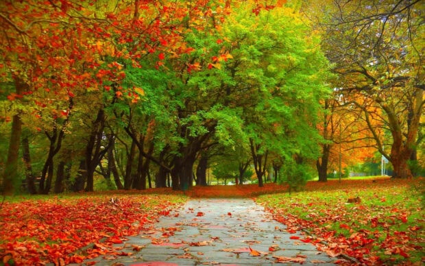 A vibrant Fall Trees Wallpaper showing a winding park path surrounded by trees with a mix of red, orange, and bright green autumn foliage and fallen red leaves