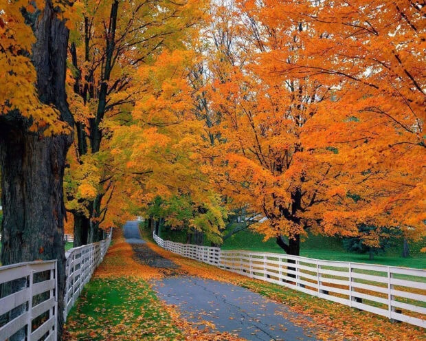 A beautiful Fall Foliage Wallpaper featuring a country road lined with vibrant orange and yellow autumn trees and white fences