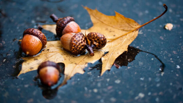 A close-up cozy fall desktop wallpaper featuring several acorns and a yellow autumn leaf resting in a shallow puddle of water