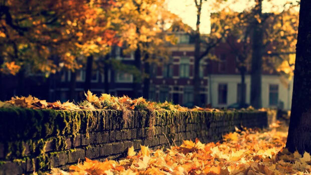 A cozy fall desktop wallpaper featuring a moss-covered brick wall adorned with golden autumn leaves, with blurred buildings in the background
