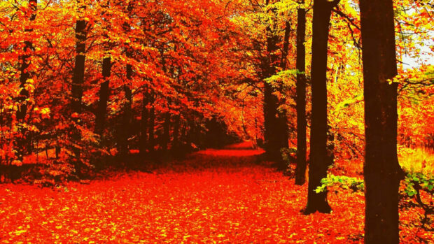 A beautiful cozy fall desktop wallpaper depicting a forest path completely covered with bright red and orange autumn leaves
