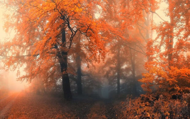 A serene cozy fall desktop wallpaper depicting a misty orange forest with trees glowing through the fog, creating an ethereal autumn scene