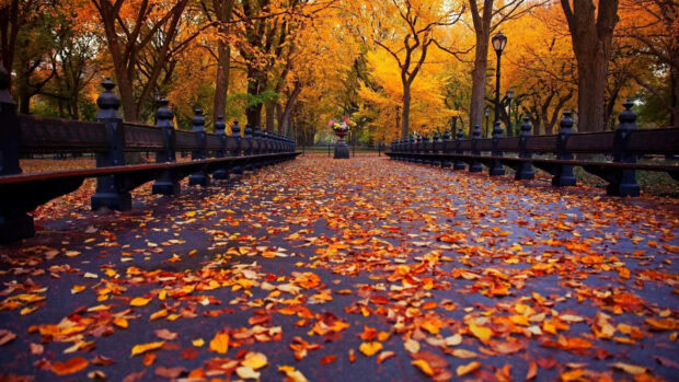 A cozy fall desktop wallpaper showcasing a park path covered with vibrant orange and yellow autumn leaves, lined by benches and trees