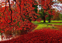 A picturesque cozy fall desktop wallpaper showcasing a tranquil pond reflecting bright red autumn leaves from overhanging branches, with a path and bench nearby