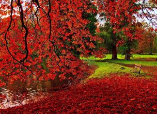 A picturesque cozy fall desktop wallpaper showcasing a tranquil pond reflecting bright red autumn leaves from overhanging branches, with a path and bench nearby
