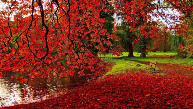 A picturesque cozy fall desktop wallpaper showcasing a tranquil pond reflecting bright red autumn leaves from overhanging branches, with a path and bench nearby