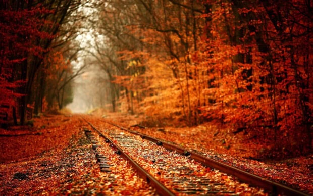 A beautiful cozy fall desktop wallpaper featuring railway tracks covered with vibrant orange and red autumn leaves winding through a dense forest