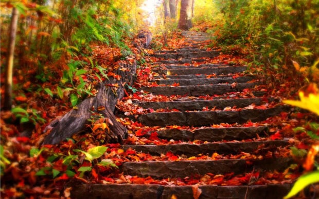 A serene cozy fall desktop wallpaper featuring old stone steps covered with colorful autumn leaves ascending into a light-dappled forest path