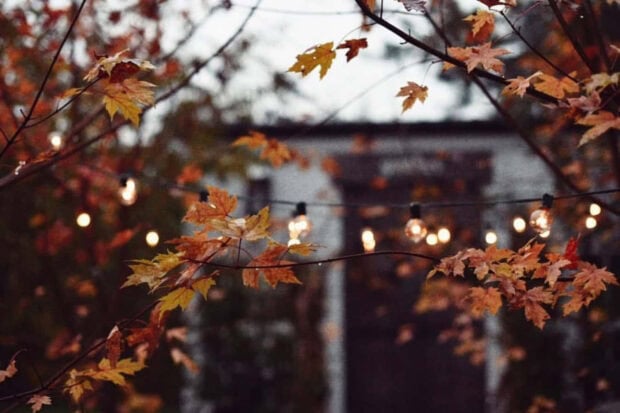 A cozy fall desktop wallpaper showing autumn leaves on branches with warm string lights glowing in the blurry background